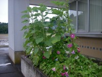 玄関の花壇