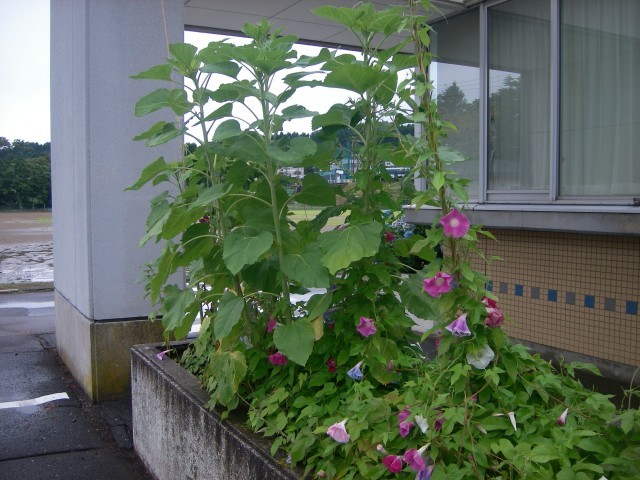 玄関の花壇